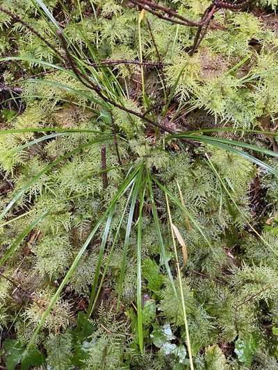 Carex leptopoda, photographed by Allison McCabe