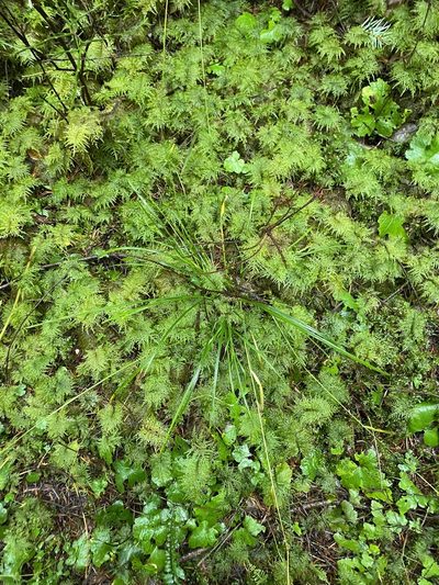 Carex leptopoda, photographed by Allison McCabe