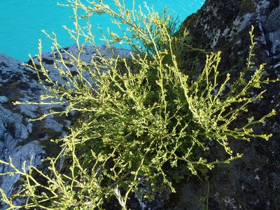 Carmichaelia arborea, photographed by Lisa Bennett