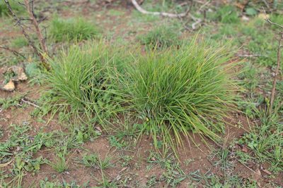 Schizachyrium scoparium, photographed by Reid Hardin
