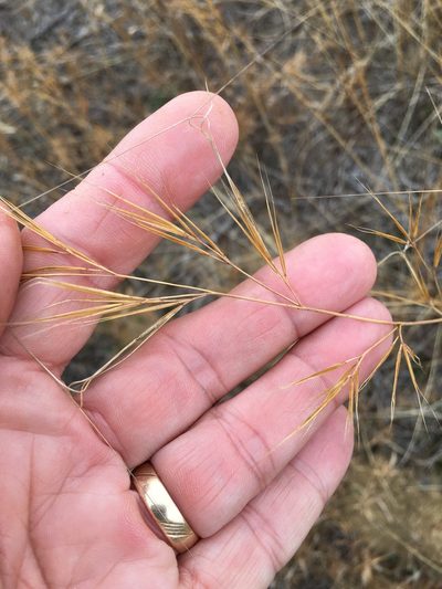 Aristida tuberculosa, photographed by Becky Dill