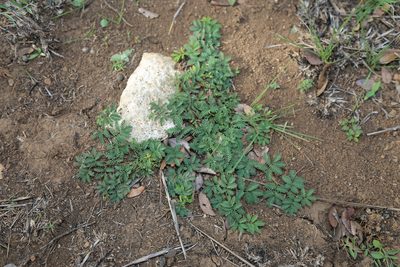 Desmanthus acuminatus, photographed by Reid Hardin
