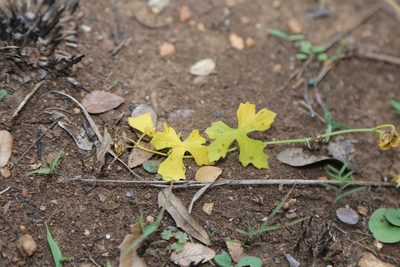 Ibervillea lindheimeri, photographed by Reid Hardin