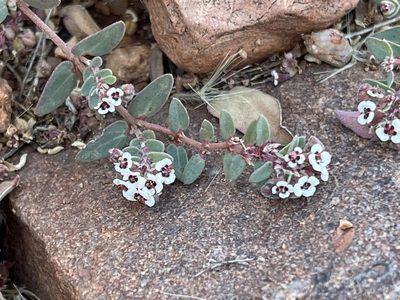 Euphorbia capitellata, photographed by Robbie Hannawacker