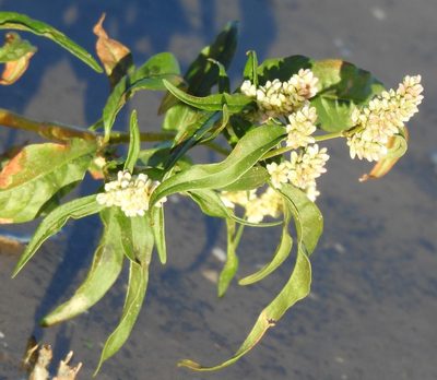 Persicaria lapathifolia, photographed by saltyhiker