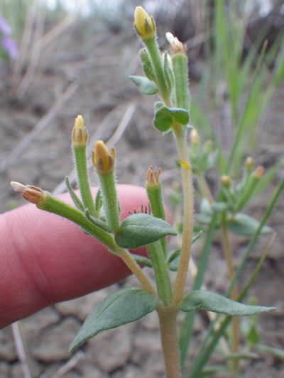 Mentzelia dispersa, photographed by Matt Lavin