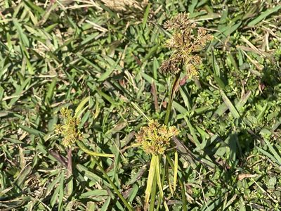 Cyperus surinamensis, photographed by Judy Gallagher