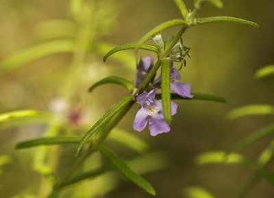 Westringia eremicola, photographed by Tony Eales