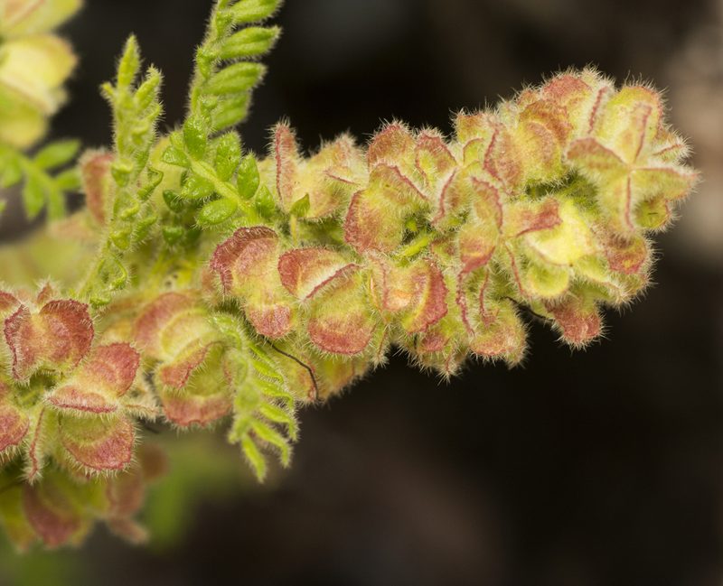 Dodonaea rupicola, photographed by Tony Eales