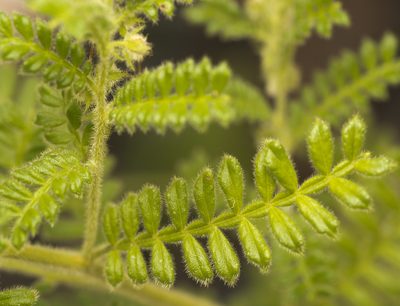 Dodonaea rupicola, photographed by Tony Eales