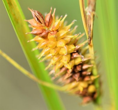 Carex rostrata, photographed by Eric Lamb