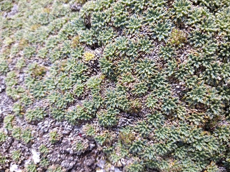 Bolax gummifera, photographed by Pablo