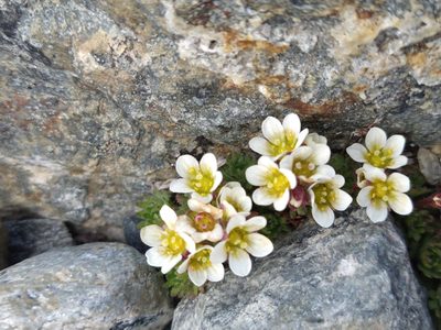 Saxifraga magellanica, photographed by Pablo