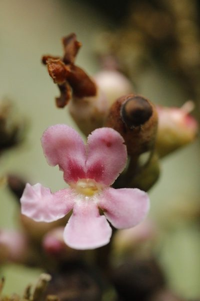 Schlegelia darienensis, photographed by Skjold Søndergaard