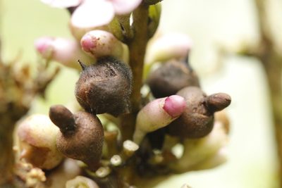 Schlegelia darienensis, photographed by Skjold Søndergaard