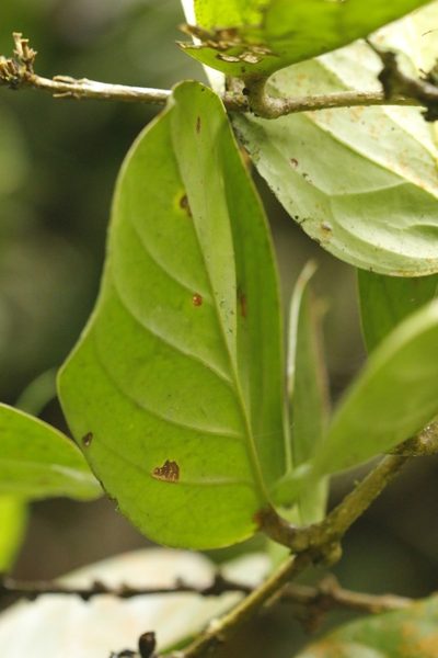 Schlegelia darienensis, photographed by Skjold Søndergaard