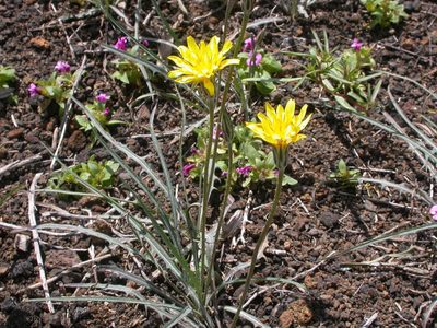 Agoseris parviflora, photographed by Matt Lavin