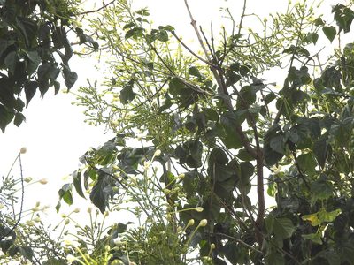 Millingtonia hortensis, photographed by Hopeland