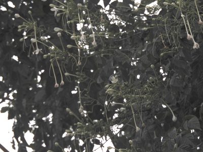 Millingtonia hortensis, photographed by Hopeland