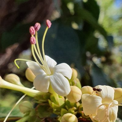 Clerodendrum tomentosum, photographed by ronavery
