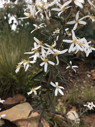 Olearia erubescens, photographed by Duck 73