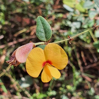 Bossiaea formosa, photographed by ronavery