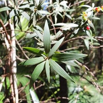 Leucopogon affinis, photographed by ronavery