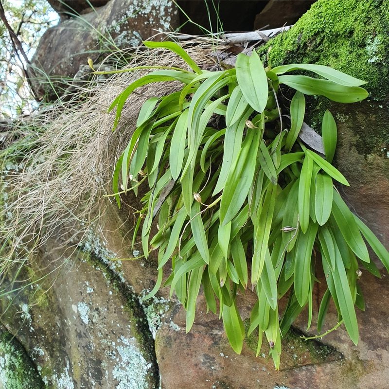 Liparis reflexa, photographed by ronavery