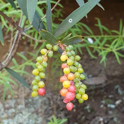 Leucopogon affinis, photographed by ronavery