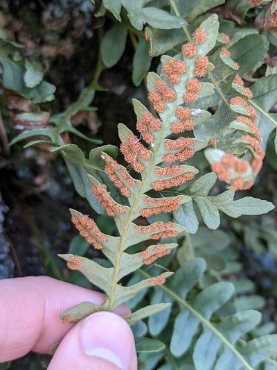Polypodium saximontanum, photographed by Alaina Krakowiak