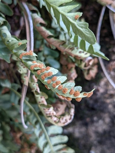 Polypodium saximontanum, photographed by Alaina Krakowiak