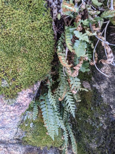 Polypodium saximontanum, photographed by Alaina Krakowiak