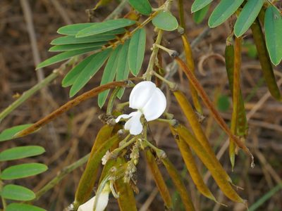 Tephrosia candida, photographed by Jacy Chen