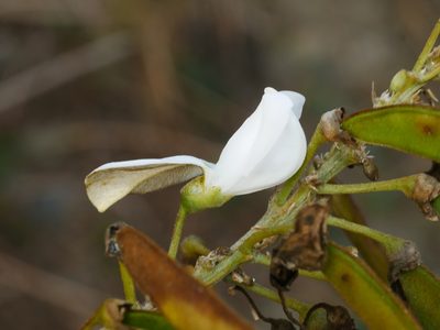 Tephrosia candida, photographed by Jacy Chen