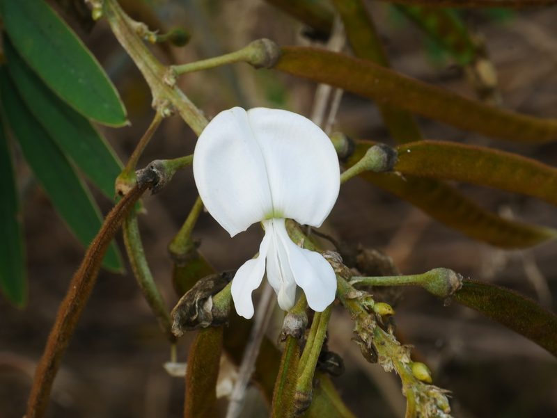 Tephrosia candida, photographed by Jacy Chen