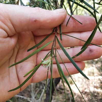 Persoonia linearis, photographed by ronavery