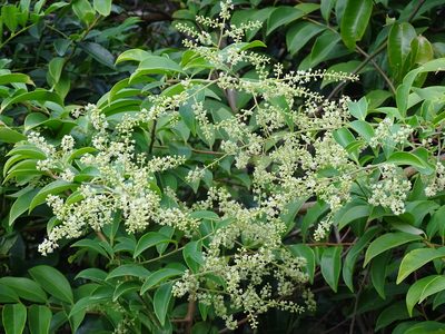 Embelia ribes, photographed by Toby Y