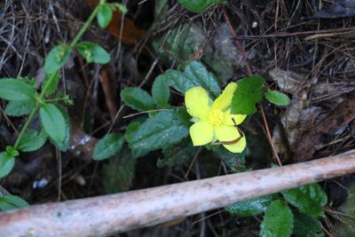 Hibbertia dentata, photographed by Greg Tasney