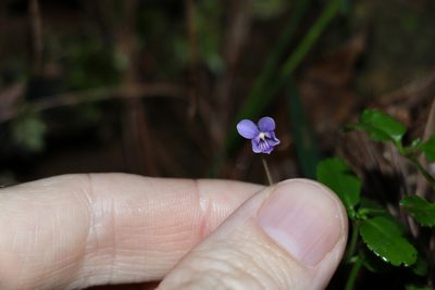 Viola silicestris, photographed by Greg Tasney