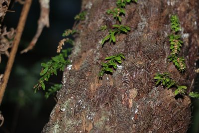 Tmesipteris ovata, photographed by Greg Tasney