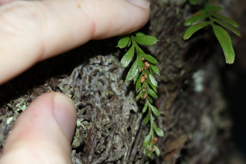 Tmesipteris ovata, photographed by Greg Tasney