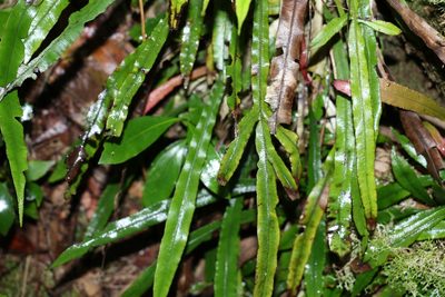 Austroblechnum patersonii, photographed by Greg Tasney