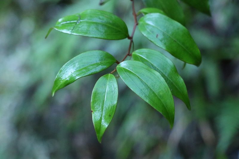 Petermannia cirrosa, photographed by Greg Tasney