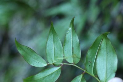 Petermannia cirrosa, photographed by Greg Tasney