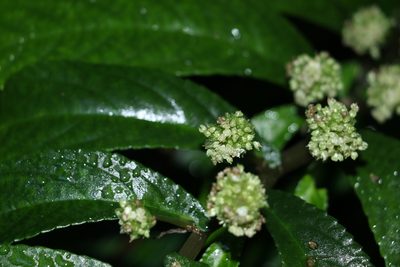 Elatostema reticulatum, photographed by Greg Tasney