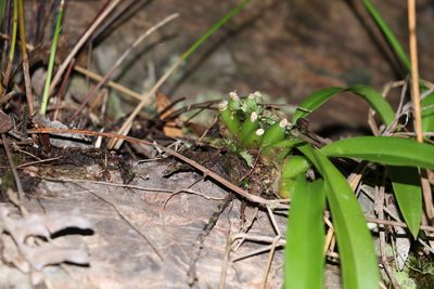 Liparis swenssonii, photographed by Greg Tasney