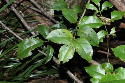 Pandorea baileyana, photographed by Greg Tasney