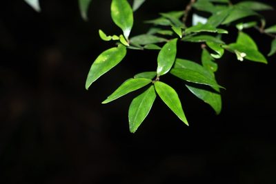 Psychotria simmondsiana, photographed by Greg Tasney