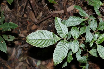 Ackama paniculosa, photographed by Greg Tasney