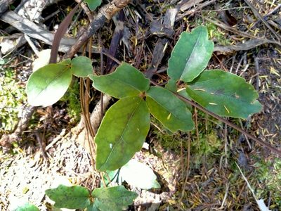 Clematis paniculata, photographed by John Barkla
